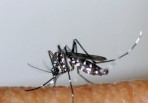 Attention : un cas importé de dengue déclaré à Amb